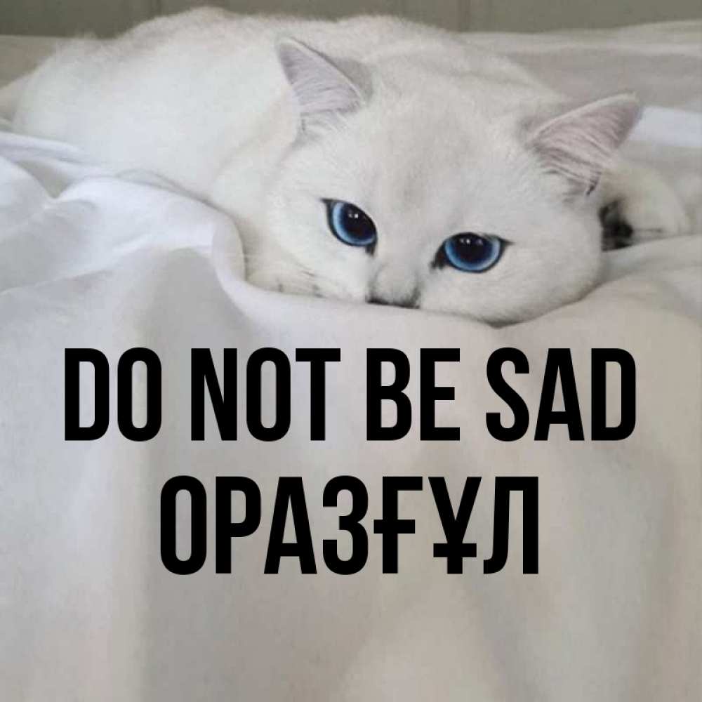 Greetings card с именем, ОРАЗҒҰЛ Do not be sad Голубоглазая кошка Greetings with text for free download 