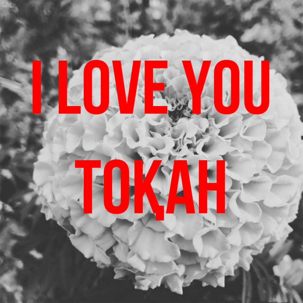 Greetings card с именем, ТОҚАН I love you подпись Greetings with text for free download 