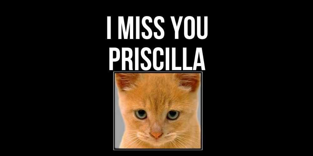 Greetings card с именем, Priscilla I miss you открытки рыжий котенок скучает по тебе Greetings with text for free download 