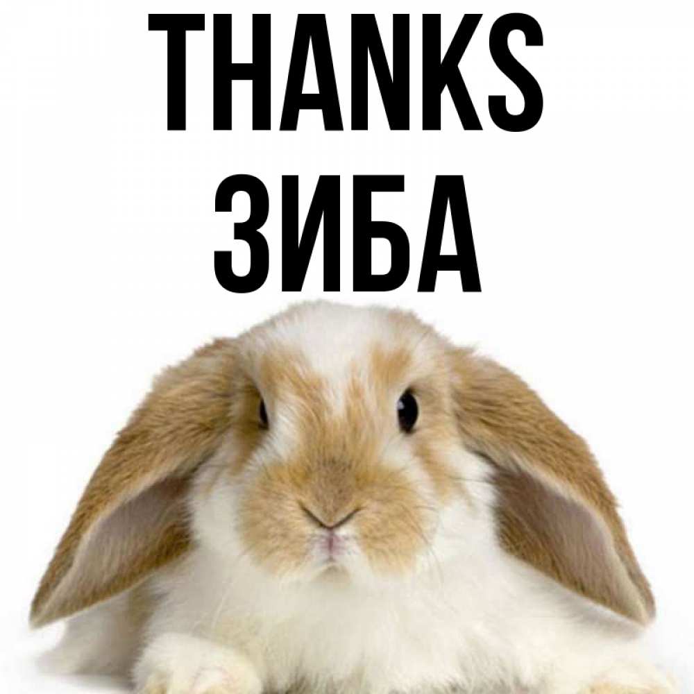 Greetings card с именем, ЗИБА Thanks коричнево белый заяц Greetings with text for free download 