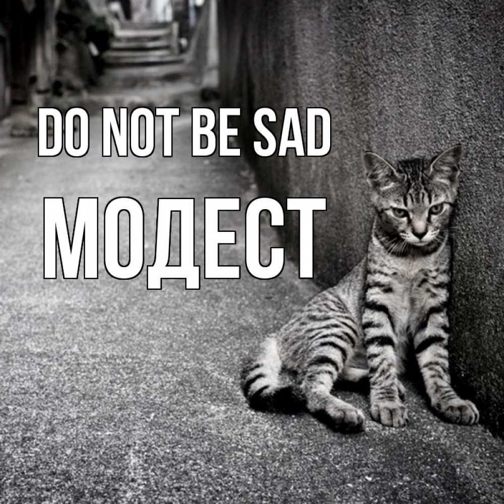 Greetings card с именем, Модест Do not be sad скучающий котик Greetings with text for free download 