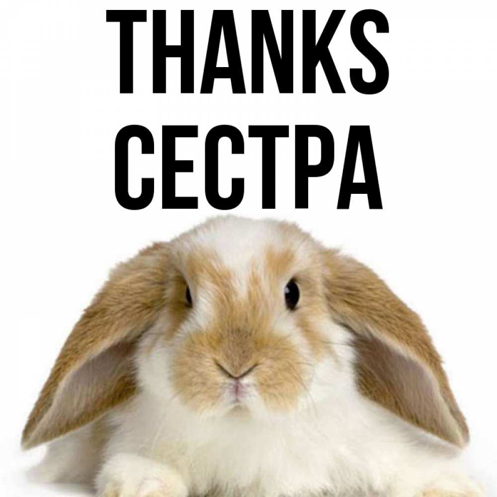 Greetings card с именем, Сестра Thanks коричнево белый заяц Greetings with text for free download 
