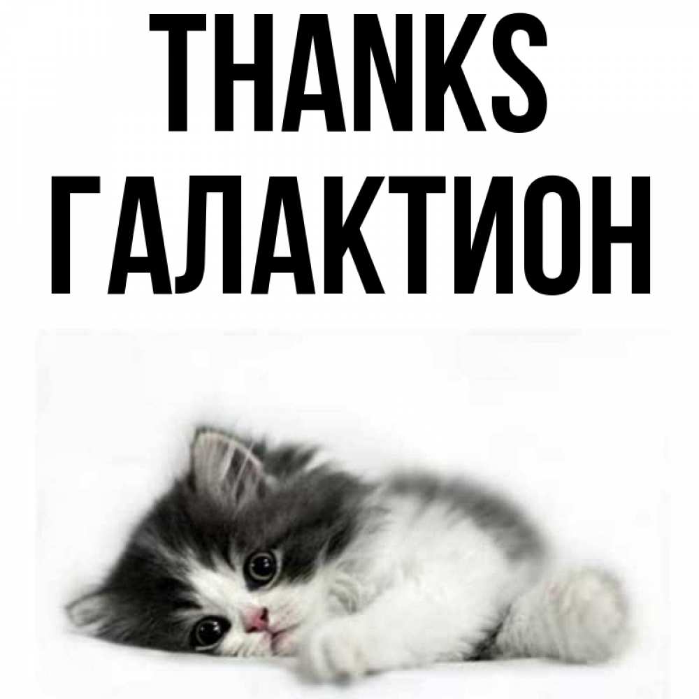 Greetings card с именем, Галактион Thanks черный и белый кот Greetings with text for free download 