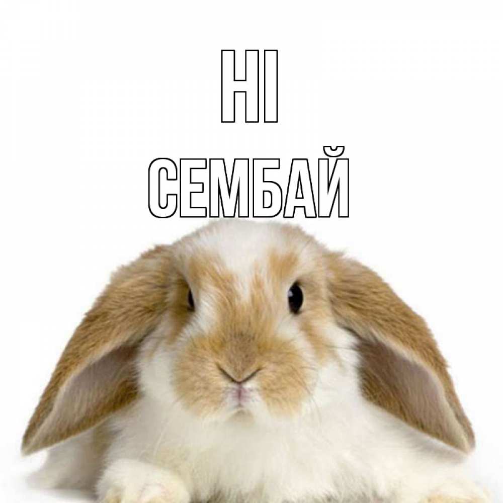 Greetings card с именем, СЕМБАЙ Hi с животными Greetings with text for free download 