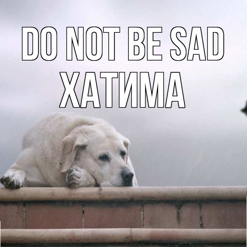 Greetings card с именем, ХАТИМА Do not be sad белый пес 1 Greetings with text for free download 