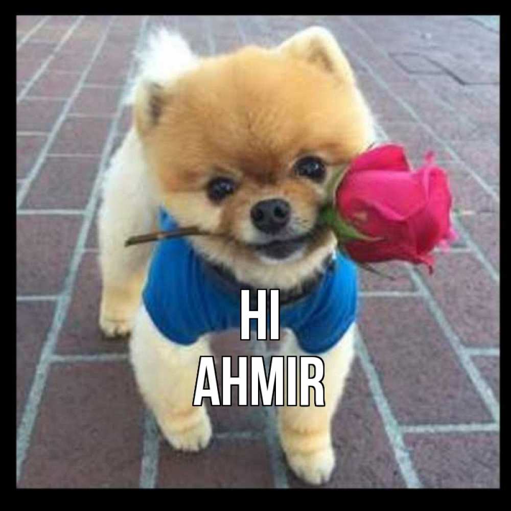 Greetings card с именем, Ahmir Hi роза в зубах у собаки Greetings with text for free download 