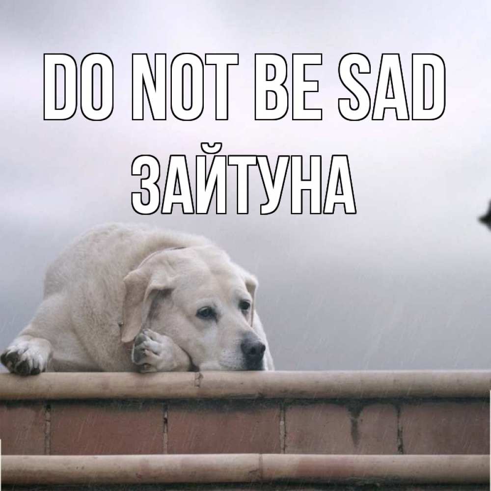 Greetings card с именем, ЗАЙТУНА Do not be sad белый пес 1 Greetings with text for free download 