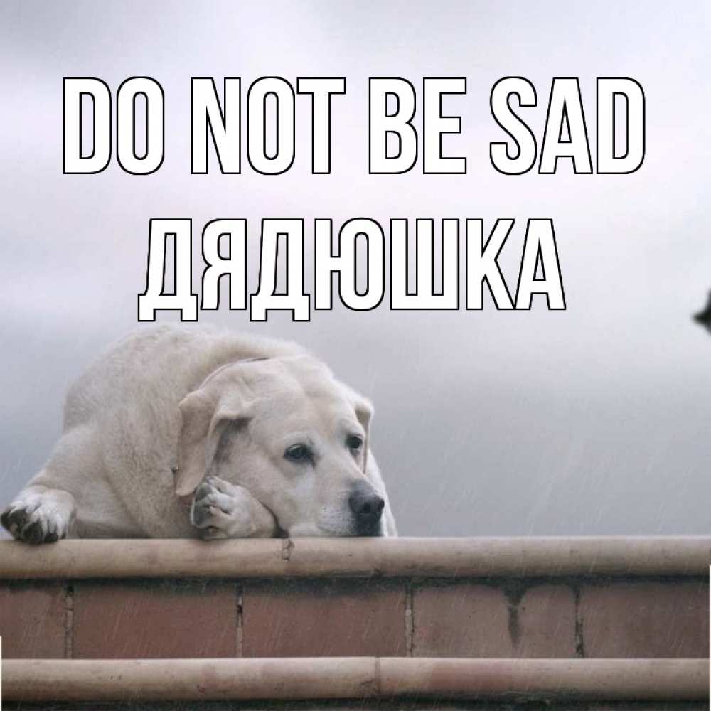 Greetings card с именем, Дядюшка Do not be sad белый пес 1 Greetings with text for free download 