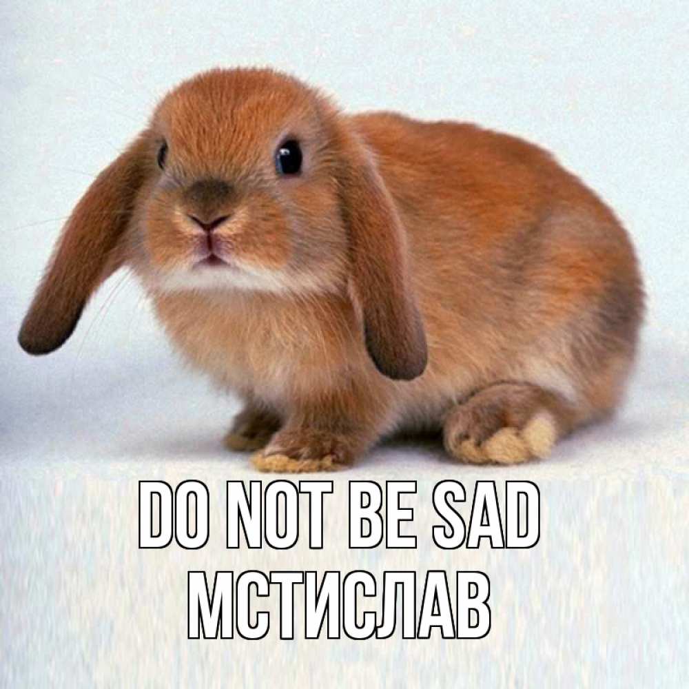 Greetings card с именем, Мстислав Do not be sad рыжий зая Greetings with text for free download 