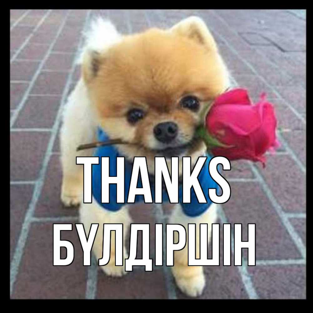 Greetings card с именем, БҮЛДІРШІН Thanks спасибо и дарю тебе цветок Greetings with text for free download 