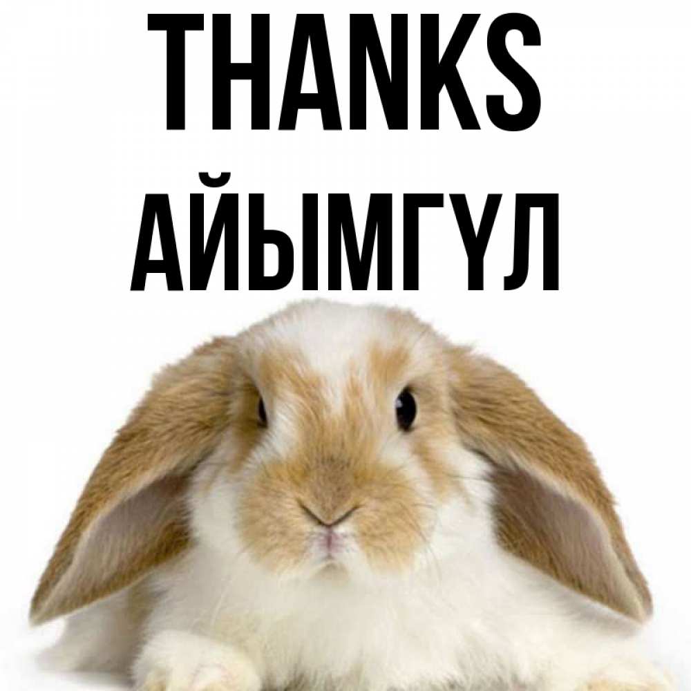 Greetings card с именем, АЙЫМГҮЛ Thanks коричнево белый заяц Greetings with text for free download 