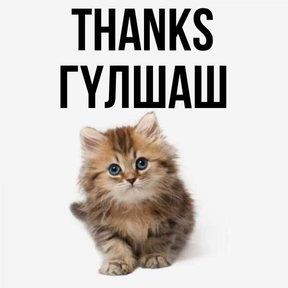 Greetings card с именем, ГҮЛШАШ Thanks пушистый котик Greetings with text for free download 