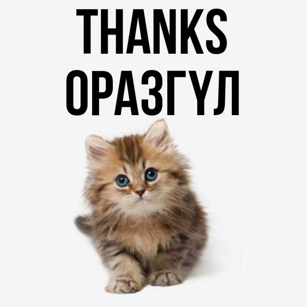 Greetings card с именем, ОРАЗГҮЛ Thanks пушистый котик Greetings with text for free download 