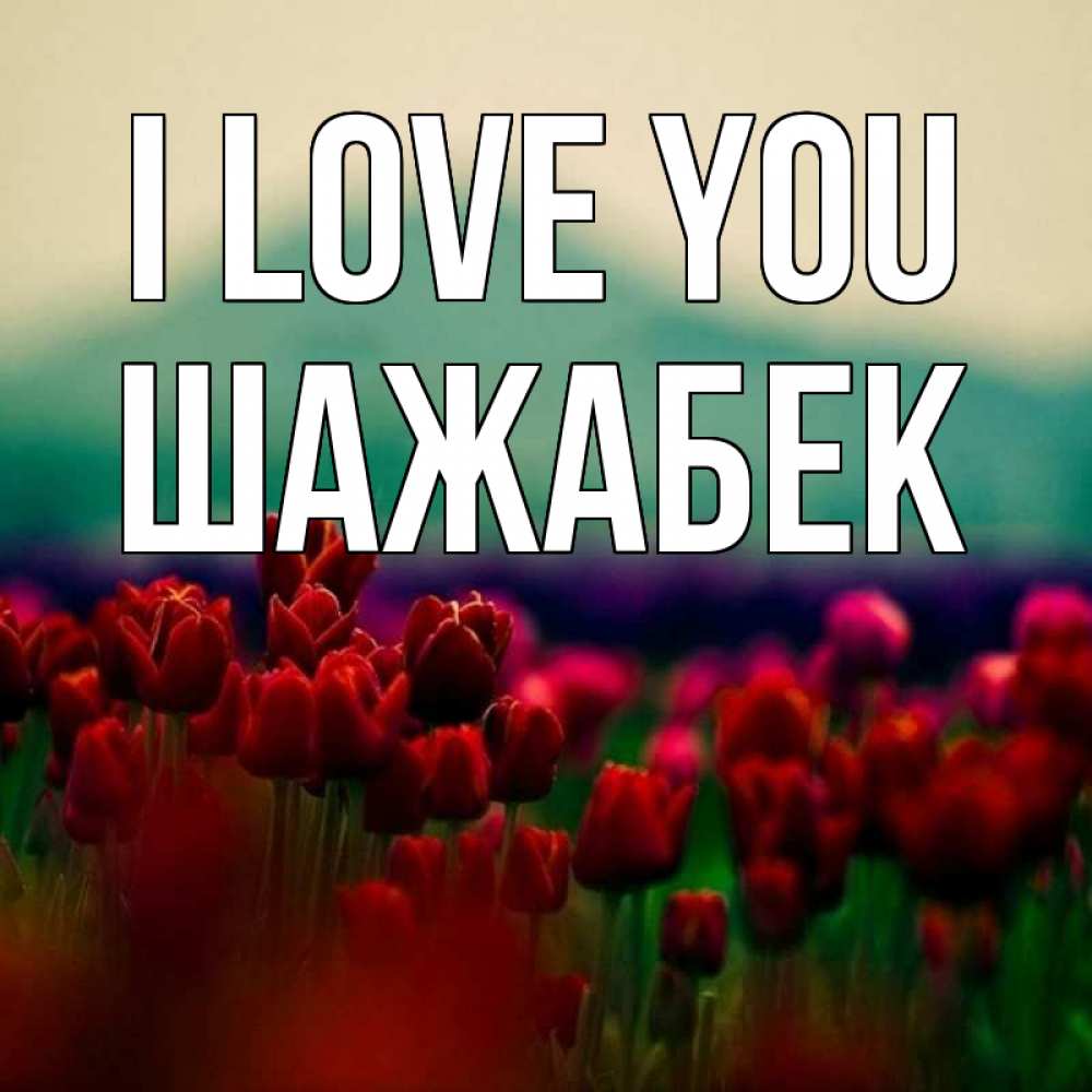 Greetings card с именем, ШАЖАБЕК I love you тюльпаны 4 Greetings with text for free download 