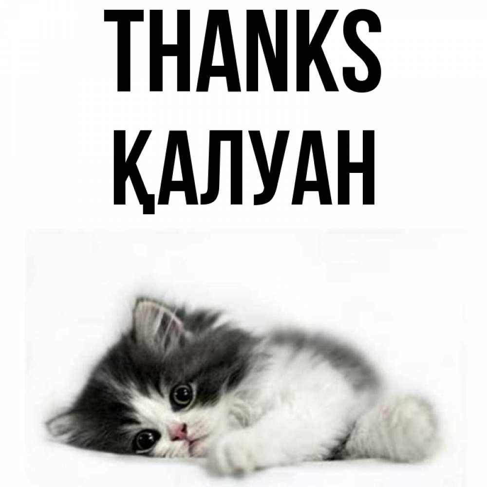Greetings card с именем, ҚАЛУАН Thanks черный и белый кот Greetings with text for free download 