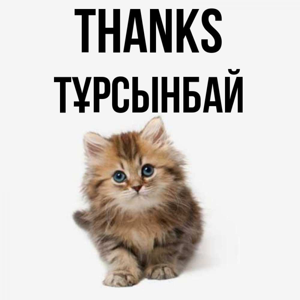 Greetings card с именем, ТҰРСЫНБАЙ Thanks пушистый котик Greetings with text for free download 