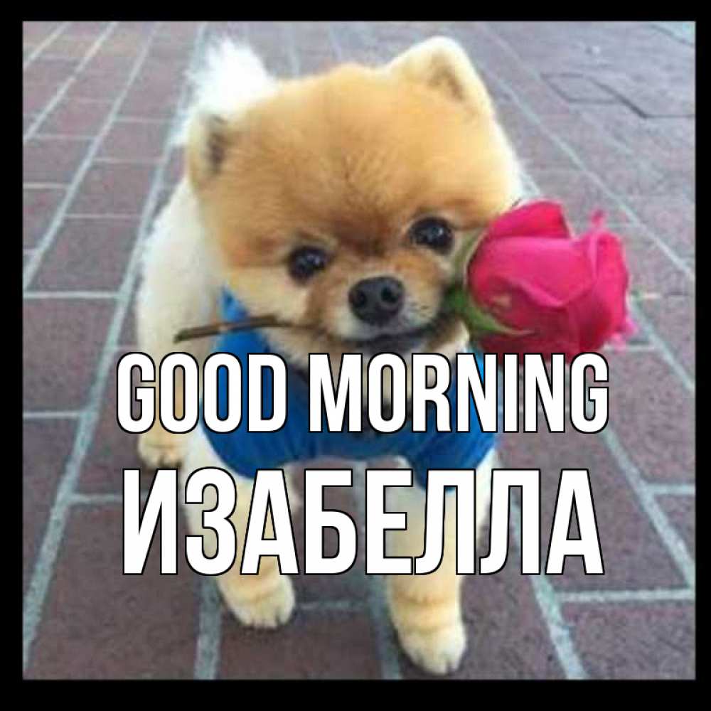 Greetings card с именем, Изабелла Good morning роза в зубах Greetings with text for free download 