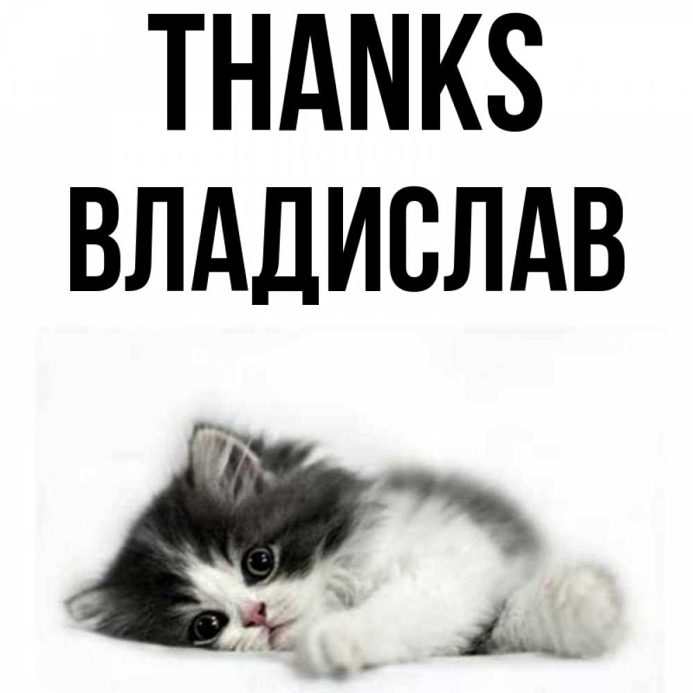 Greetings card с именем, Владислав Thanks черный и белый кот Greetings with text for free download 