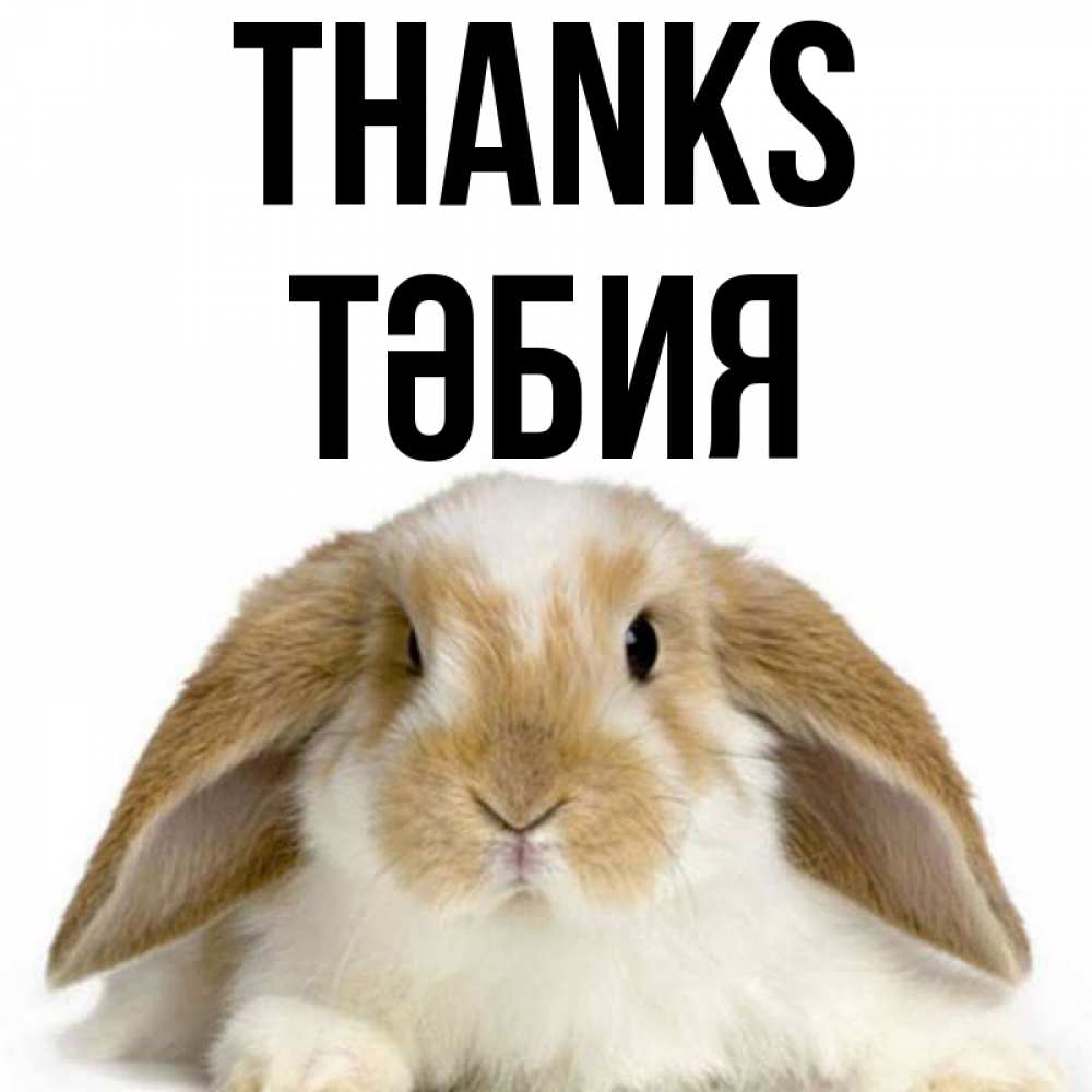 Greetings card с именем, ТӘБИЯ Thanks коричнево белый заяц Greetings with text for free download 