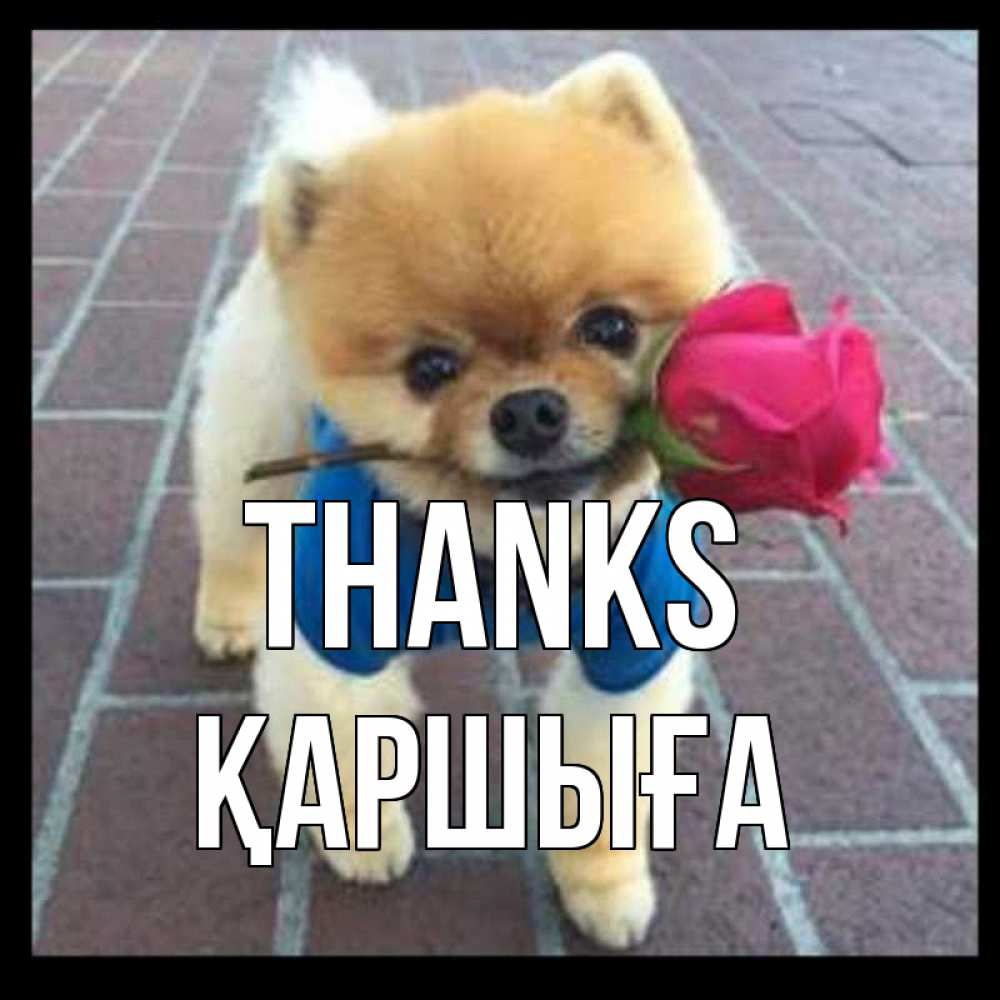 Greetings card с именем, Қаршыға Thanks спасибо и дарю тебе цветок Greetings with text for free download 