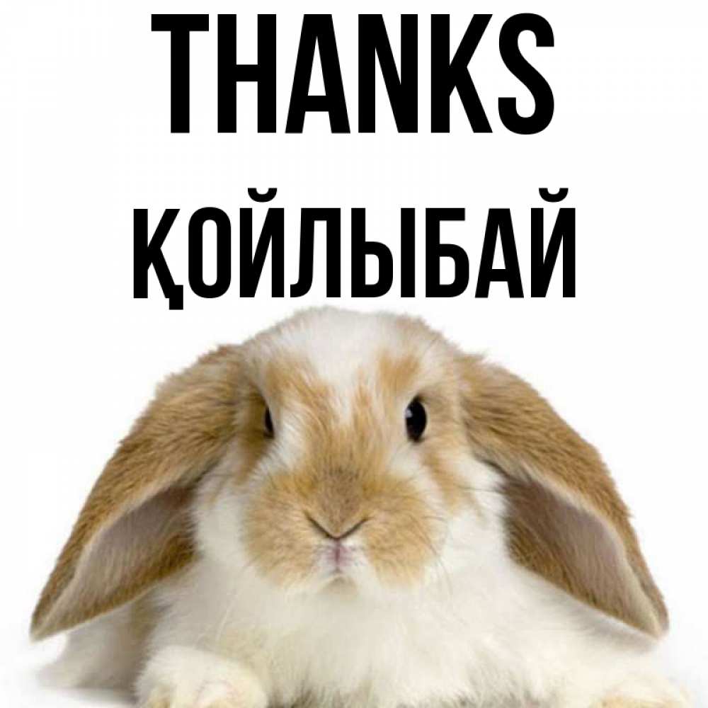 Greetings card с именем, Қойлыбай Thanks коричнево белый заяц Greetings with text for free download 