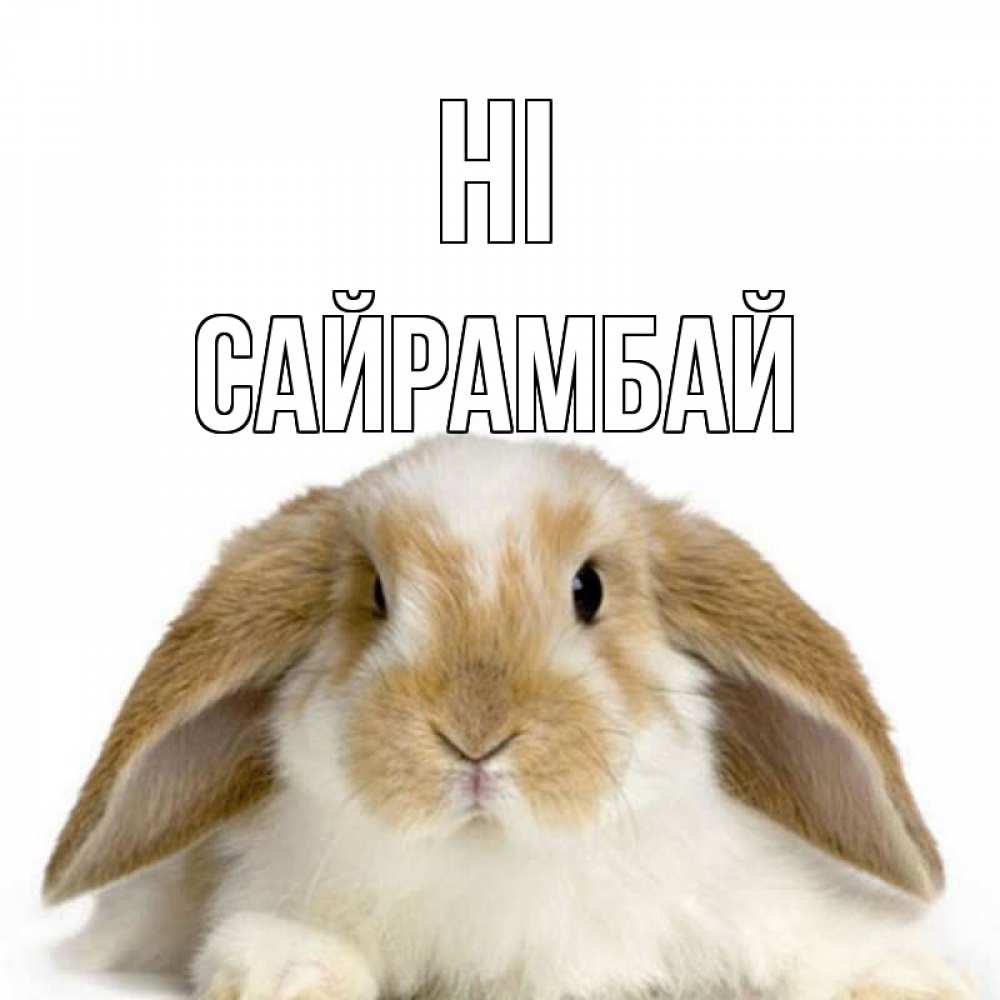 Greetings card с именем, САЙРАМБАЙ Hi с животными Greetings with text for free download 