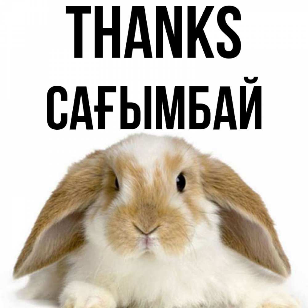 Greetings card с именем, Сағымбай Thanks коричнево белый заяц Greetings with text for free download 