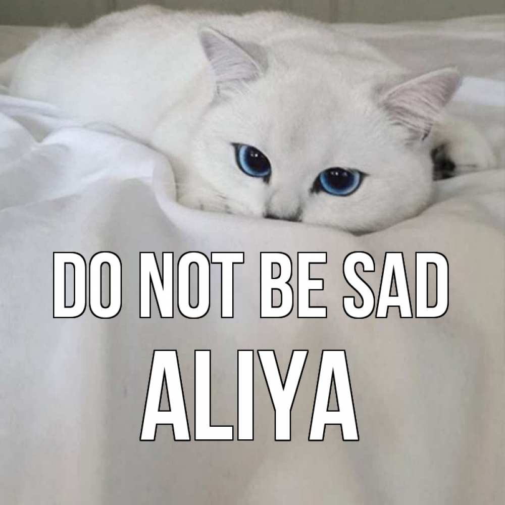 Greetings card с именем, Aliya Do not be sad белый кот с голубыми глазами на белоснежной кровати Greetings with text for free download 