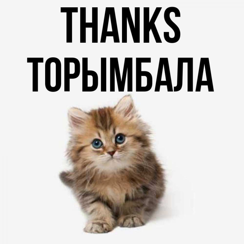 Greetings card с именем, ТОРЫМБАЛА Thanks пушистый котик Greetings with text for free download 