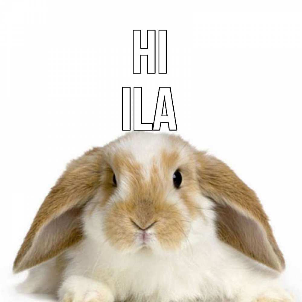 Greetings card с именем, Ila Hi с животными Greetings with text for free download 