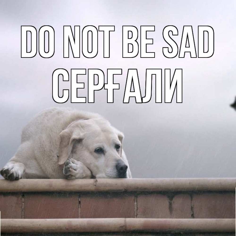 Greetings card с именем, СЕРҒАЛИ Do not be sad белый пес 1 Greetings with text for free download 