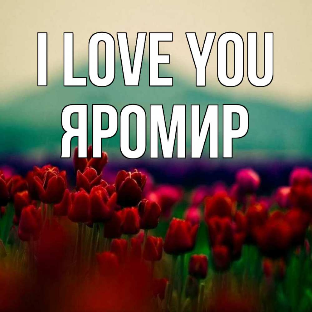 Greetings card с именем, Яромир I love you тюльпаны 4 Greetings with text for free download 