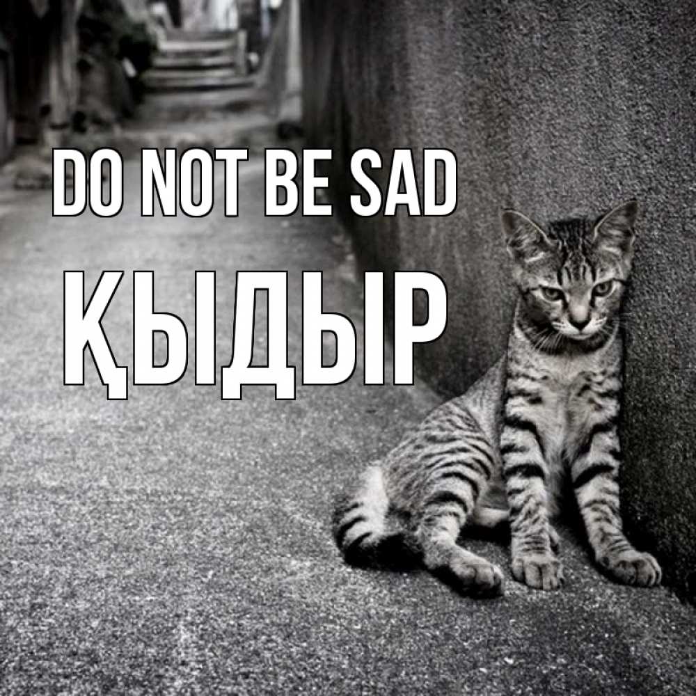 Greetings card с именем, ҚЫДЫР Do not be sad скучающий котик Greetings with text for free download 