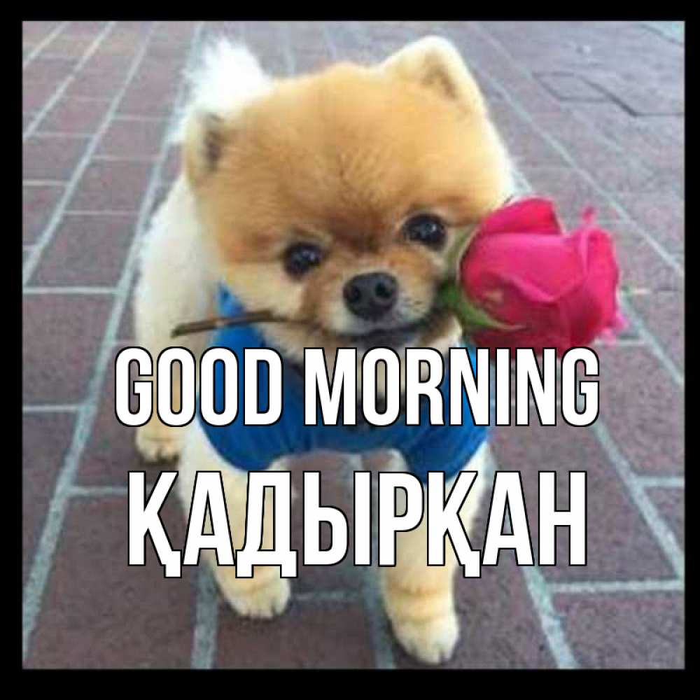 Greetings card с именем, Қадырқан Good morning роза в зубах Greetings with text for free download 