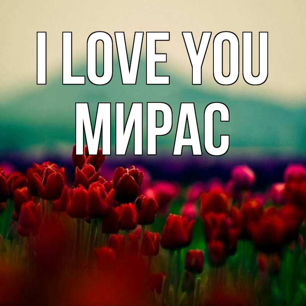 Greetings card с именем, МИРАС I love you тюльпаны 4 Greetings with text for free download 