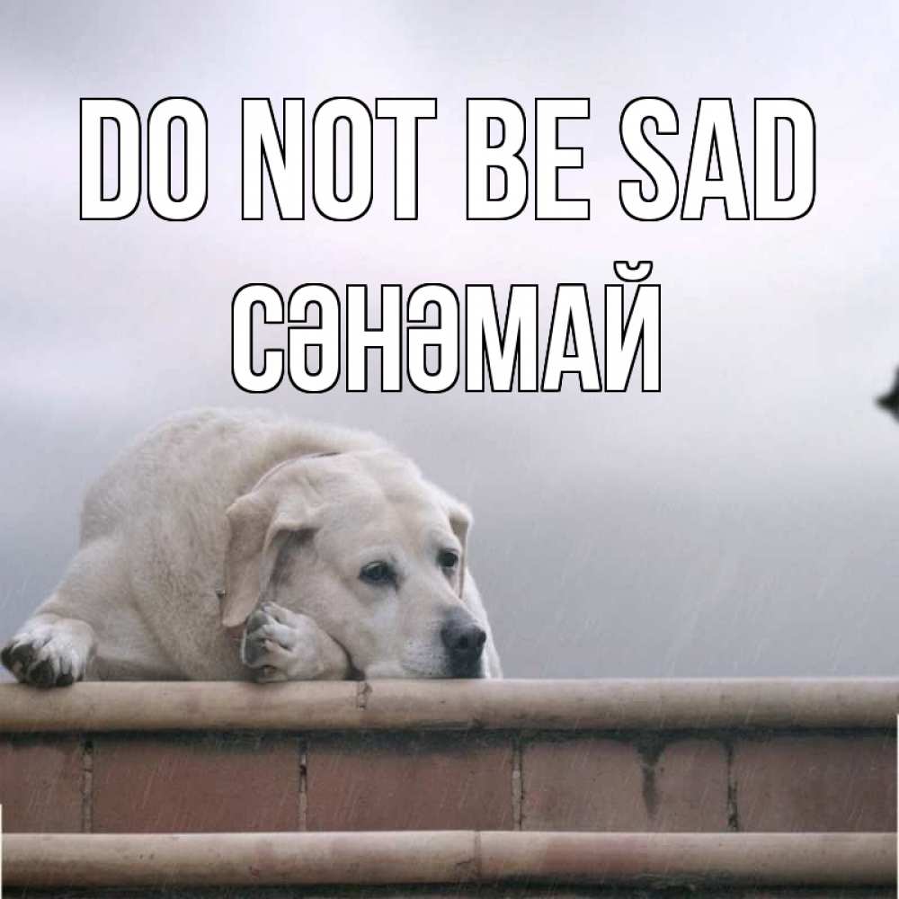 Greetings card с именем, СӘНӘМАЙ Do not be sad белый пес 1 Greetings with text for free download 