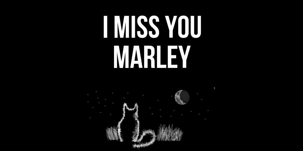 Greetings card с именем, Marley I miss you кот Greetings with text for free download 
