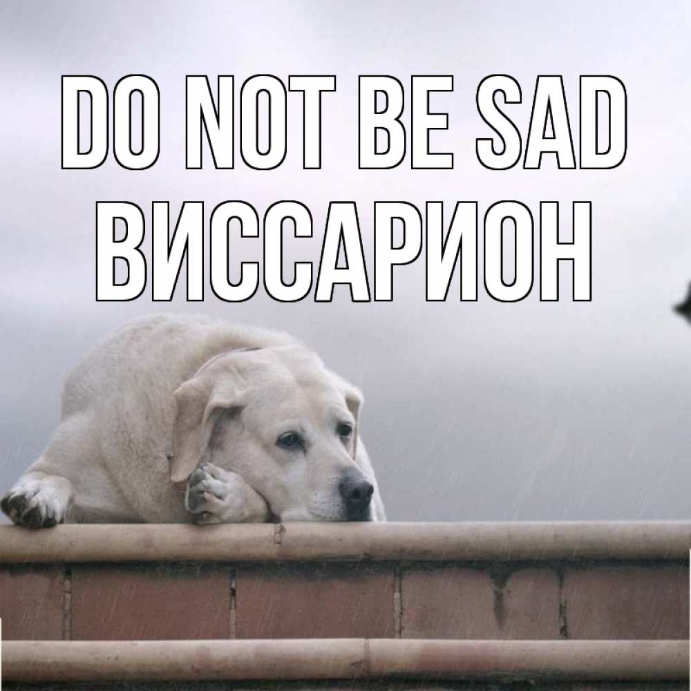 Greetings card с именем, Виссарион Do not be sad белый пес 1 Greetings with text for free download 
