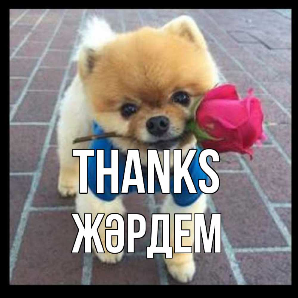 Greetings card с именем, Жәрдем Thanks спасибо и дарю тебе цветок Greetings with text for free download 