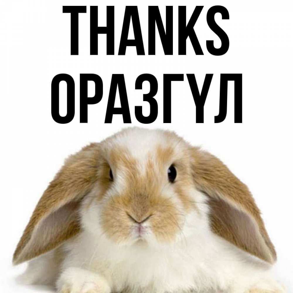 Greetings card с именем, ОРАЗГҮЛ Thanks коричнево белый заяц Greetings with text for free download 