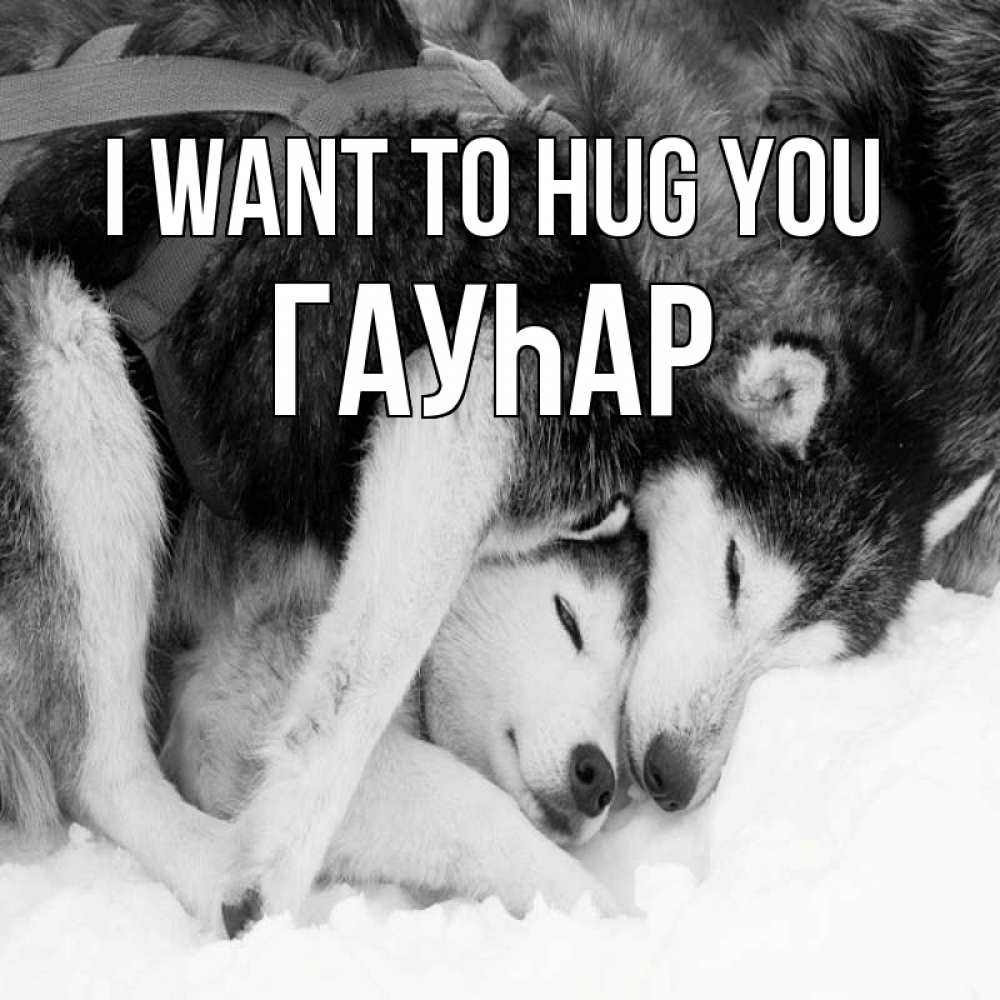 Greetings card с именем, Гауһар I want to hug you собачки в упряжке Greetings with text for free download 