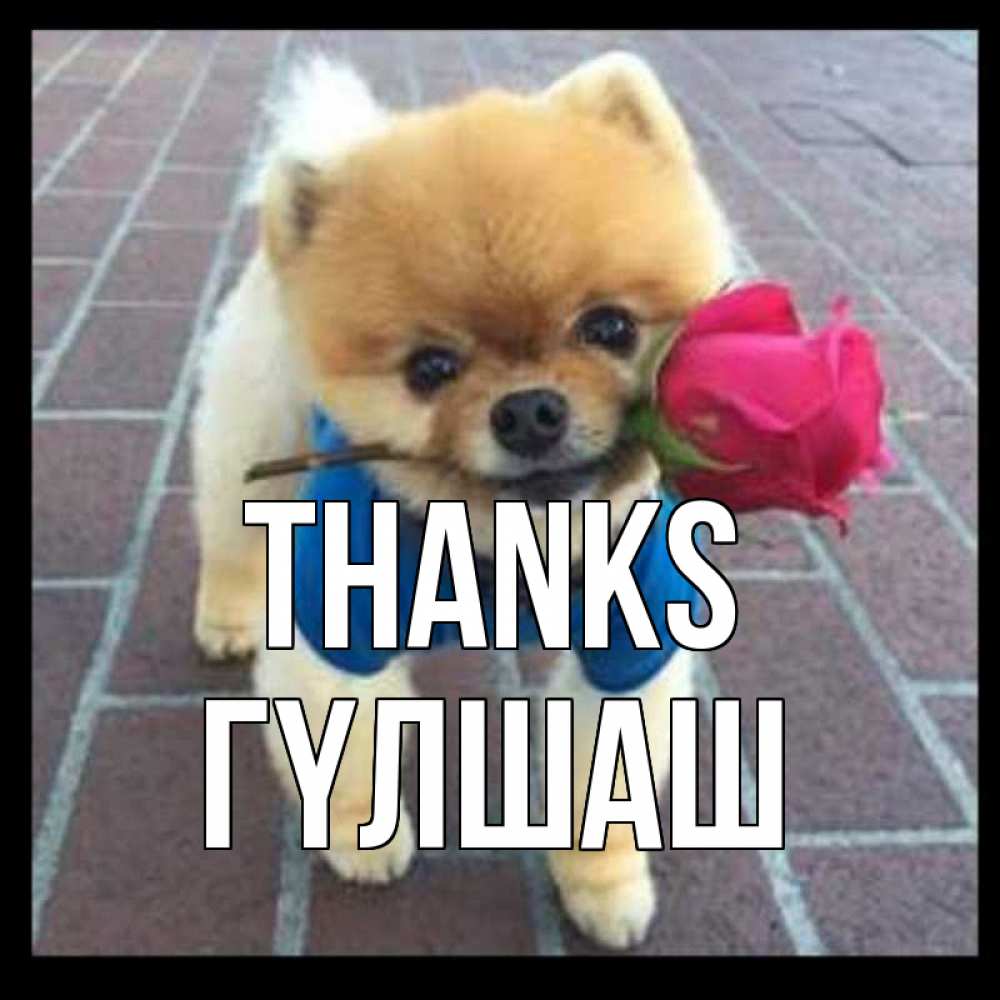Greetings card с именем, ГҮЛШАШ Thanks спасибо и дарю тебе цветок Greetings with text for free download 