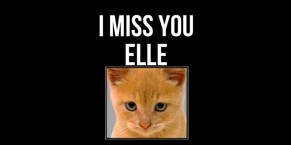 Greetings card с именем, Elle I miss you открытки рыжий котенок скучает по тебе Greetings with text for free download 