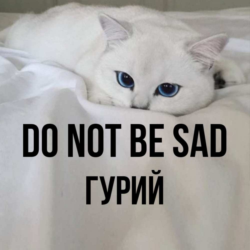 Greetings card с именем, Гурий Do not be sad Голубоглазая кошка Greetings with text for free download 