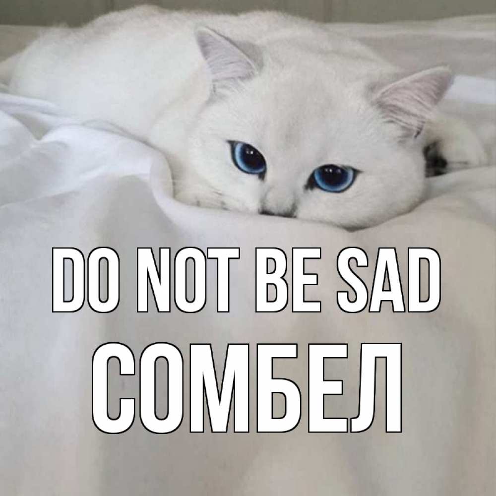 Greetings card с именем, СОМБЕЛ Do not be sad белый кот с голубыми глазами на белоснежной кровати Greetings with text for free download 