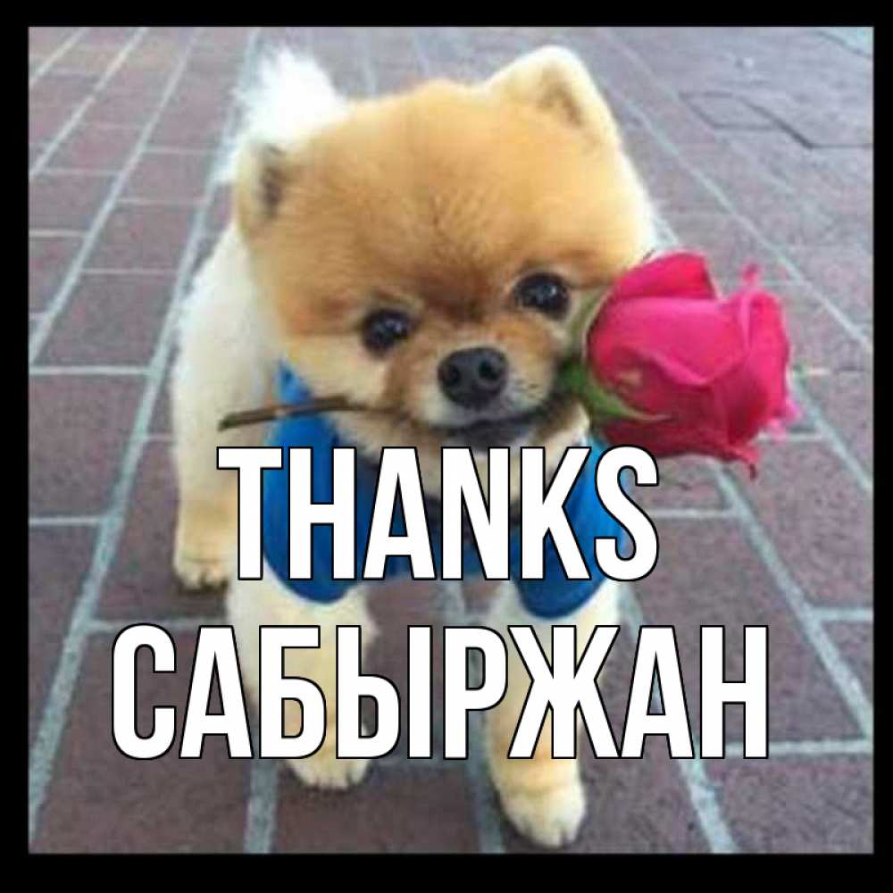 Greetings card с именем, САБЫРЖАН Thanks спасибо и дарю тебе цветок Greetings with text for free download 