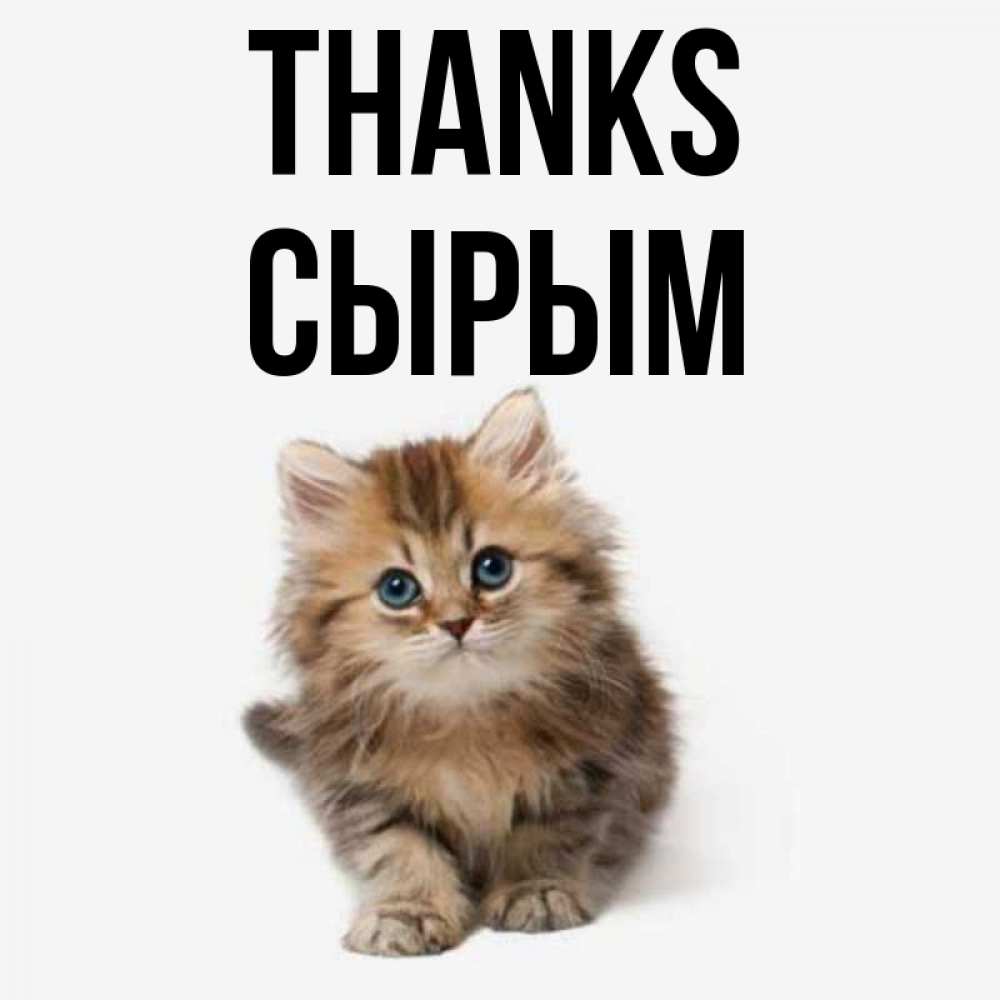 Greetings card с именем, СЫРЫМ Thanks пушистый котик Greetings with text for free download 